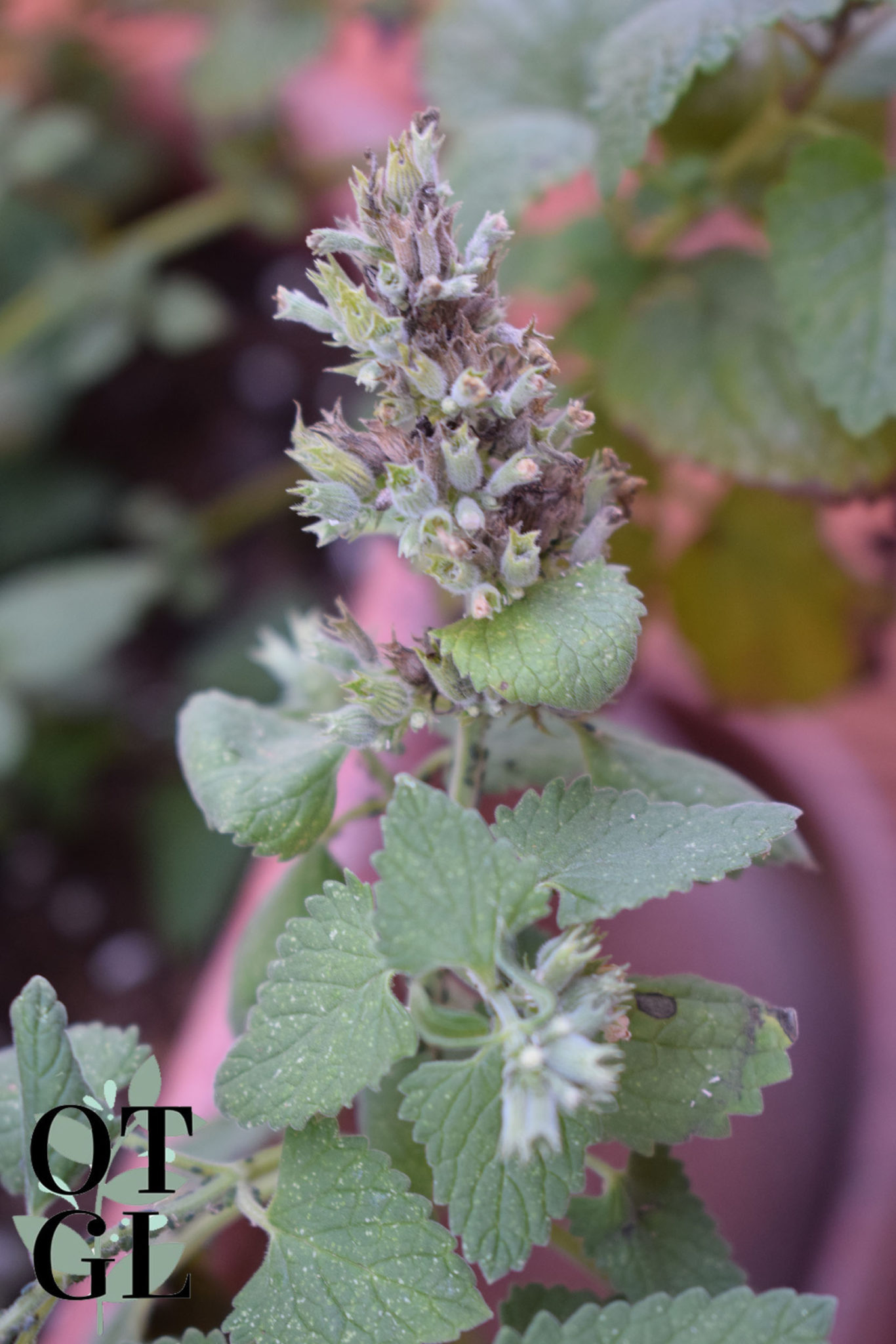 mulching cat mint plants