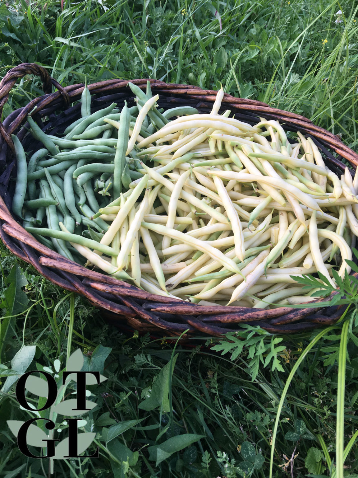 unique-style-of-planting-string-beans-string-beans-planting-guide-for